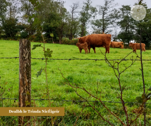 ‘S Daoin’ Amhàin Ri Chéile Leinn!